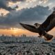 bird migration to israel