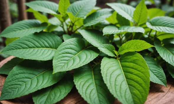 kratom leaves benefits and risks