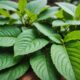 kratom leaves benefits and risks