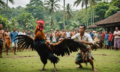 bali s cockfighting cultural tradition