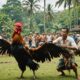 bali s cockfighting cultural tradition