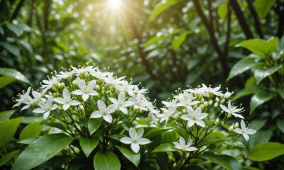 jasmine flower health benefits