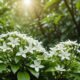 jasmine flower health benefits