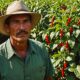 chili price surge challenges farmers